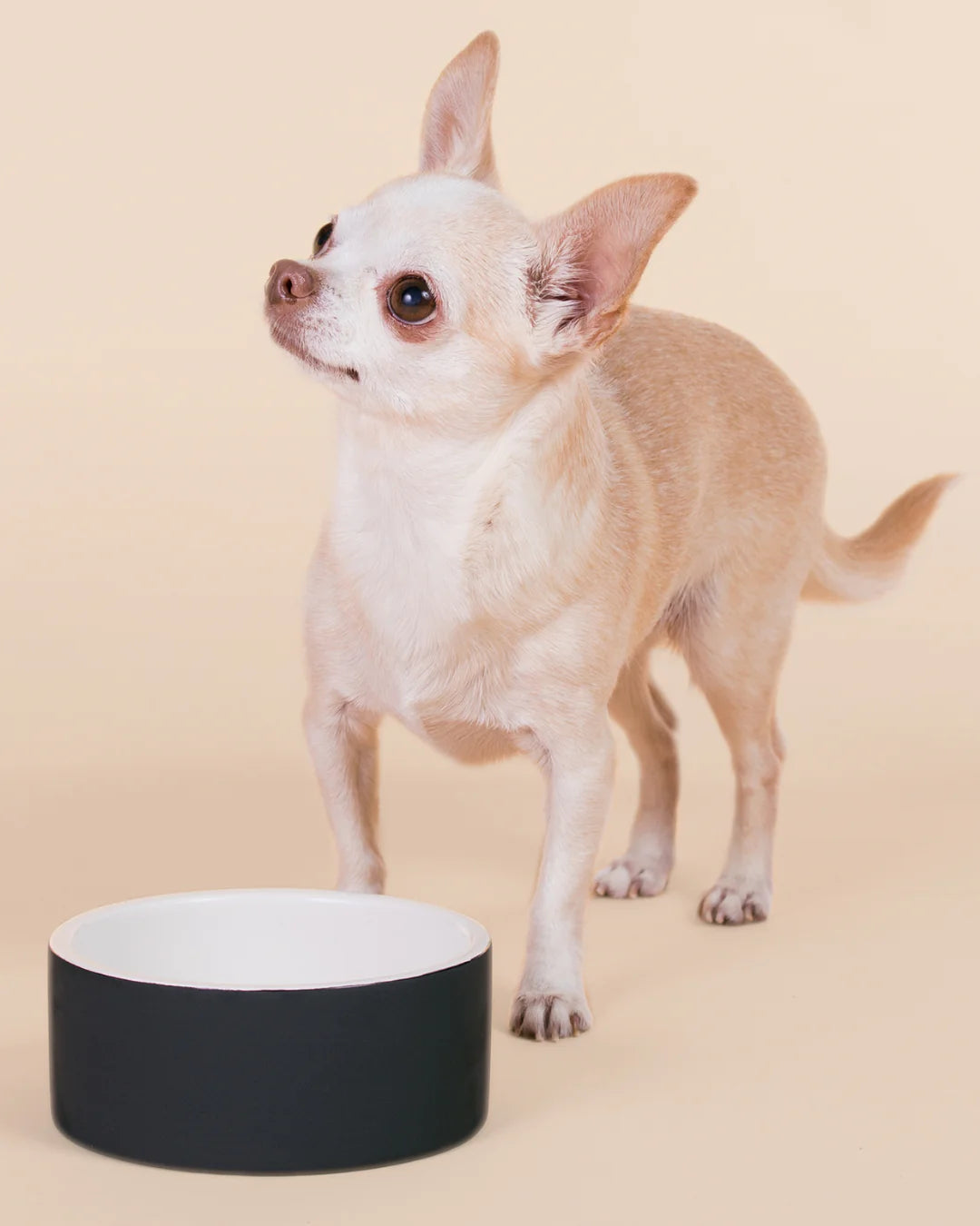 Cool Bowl Black S for Dogs