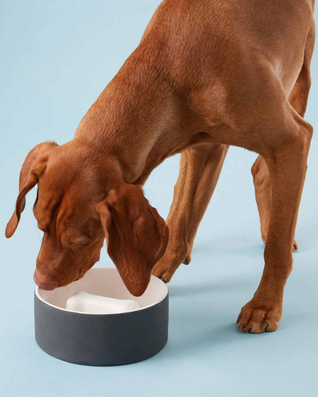 Slow Feed Bowl Black L for Dogs
