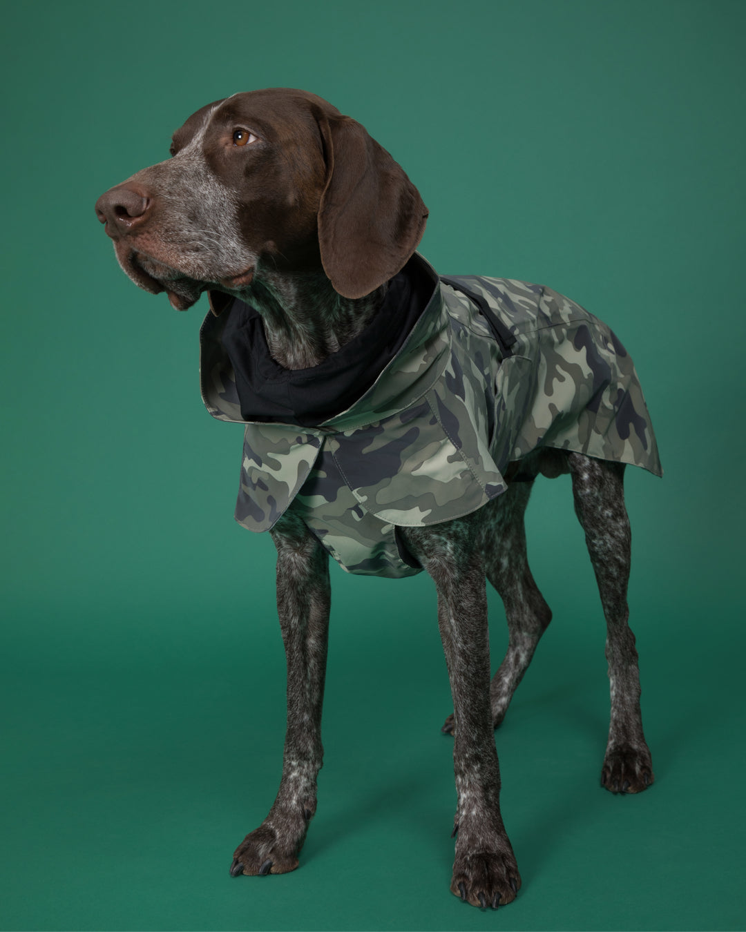 Recovery Raincoat Camo for Dogs