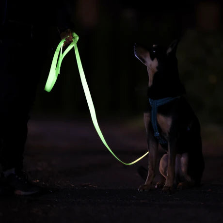 Glow Leash for Dogs