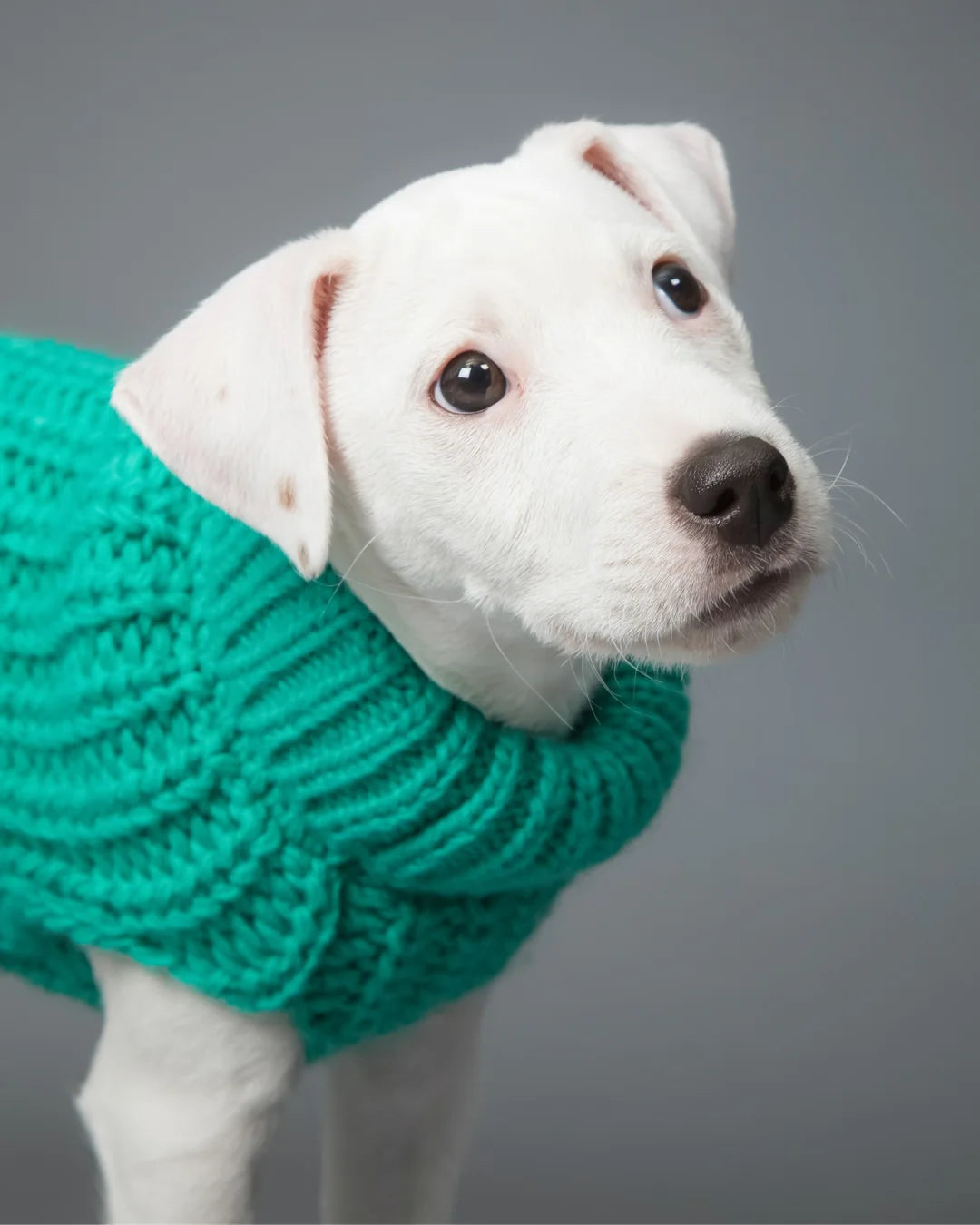 Knit Sweater Green for Dogs