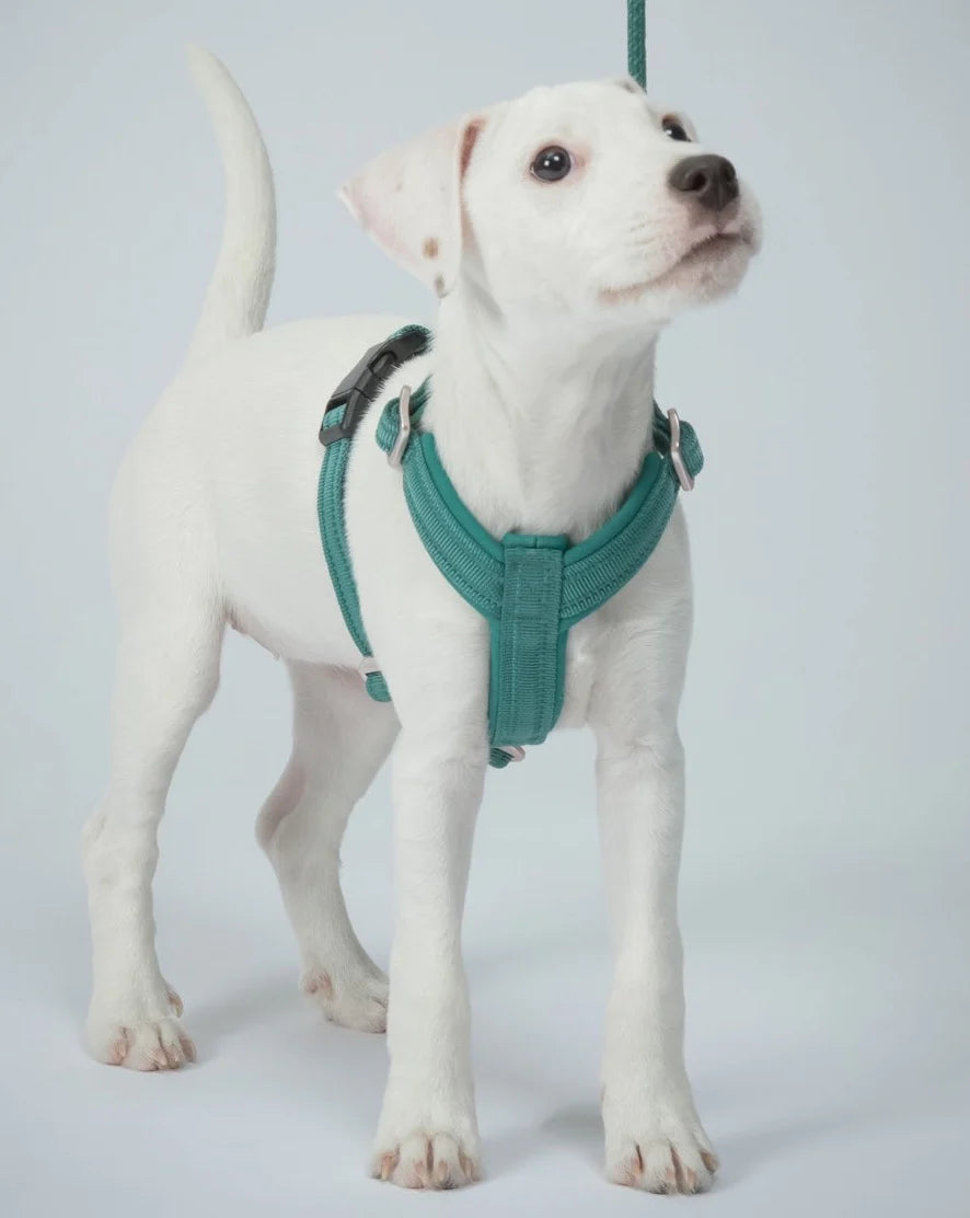 Easy Harness Emerald for Dogs