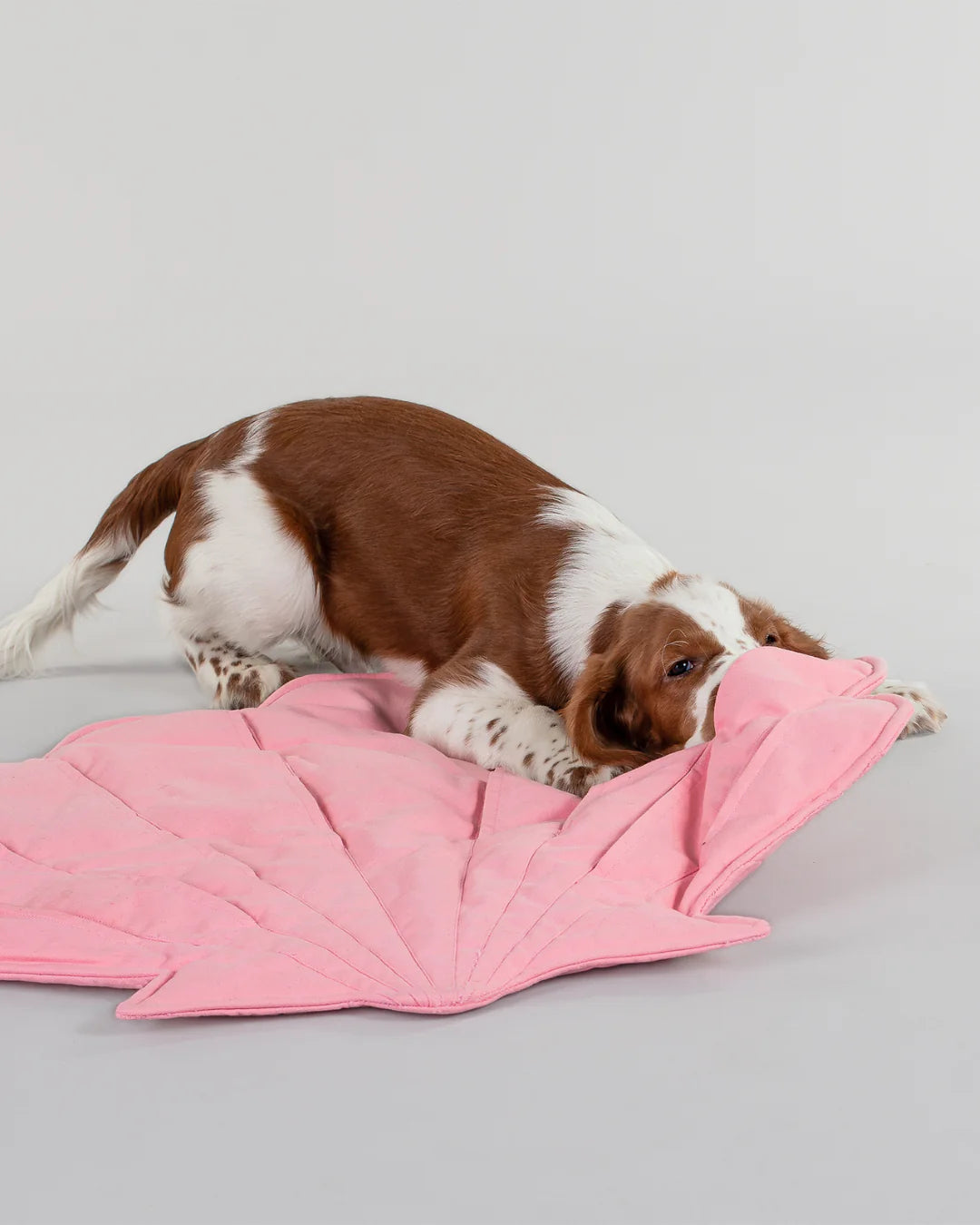 Seashell Playmat for Dogs