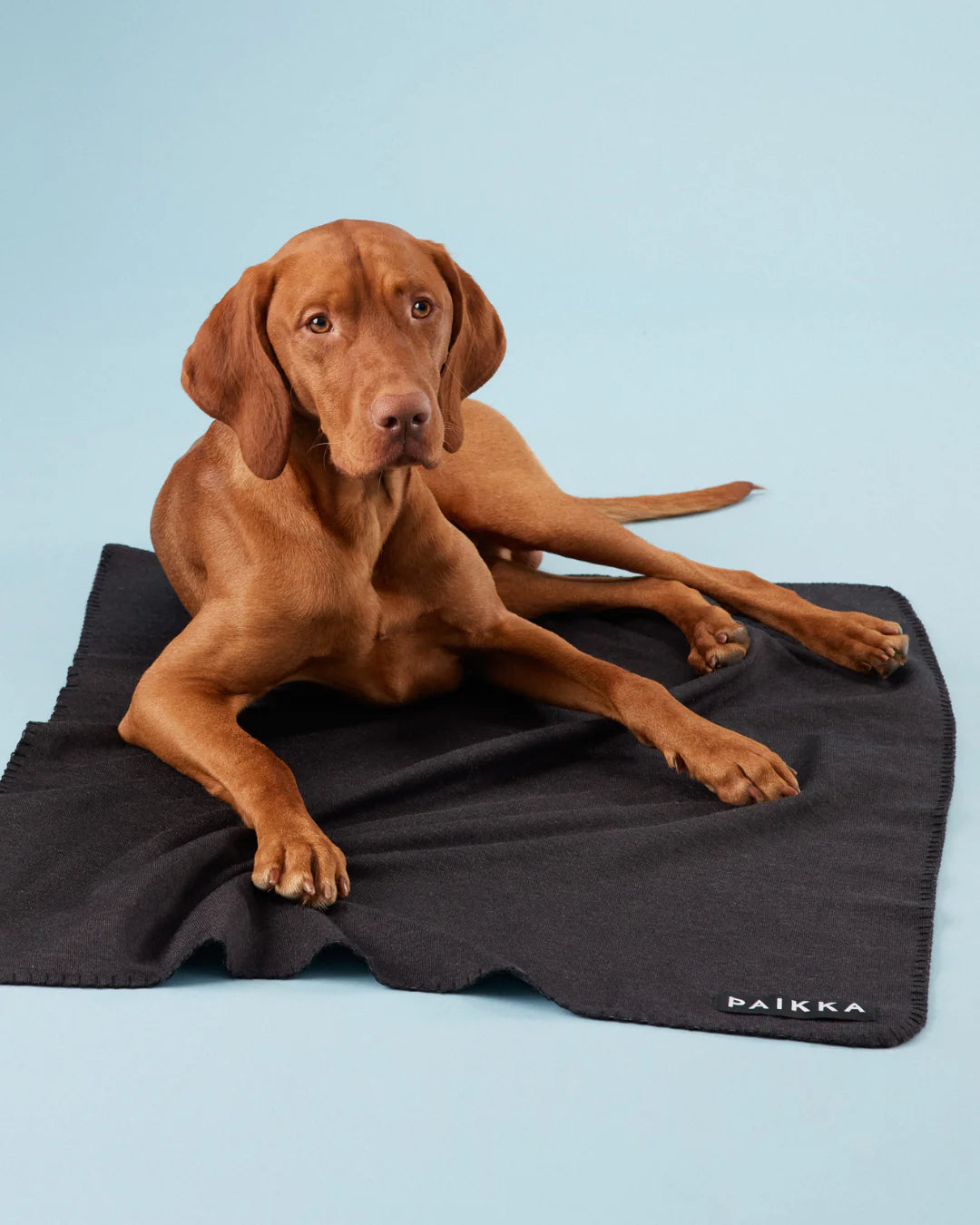 Recovery Blanket Grey for Dogs