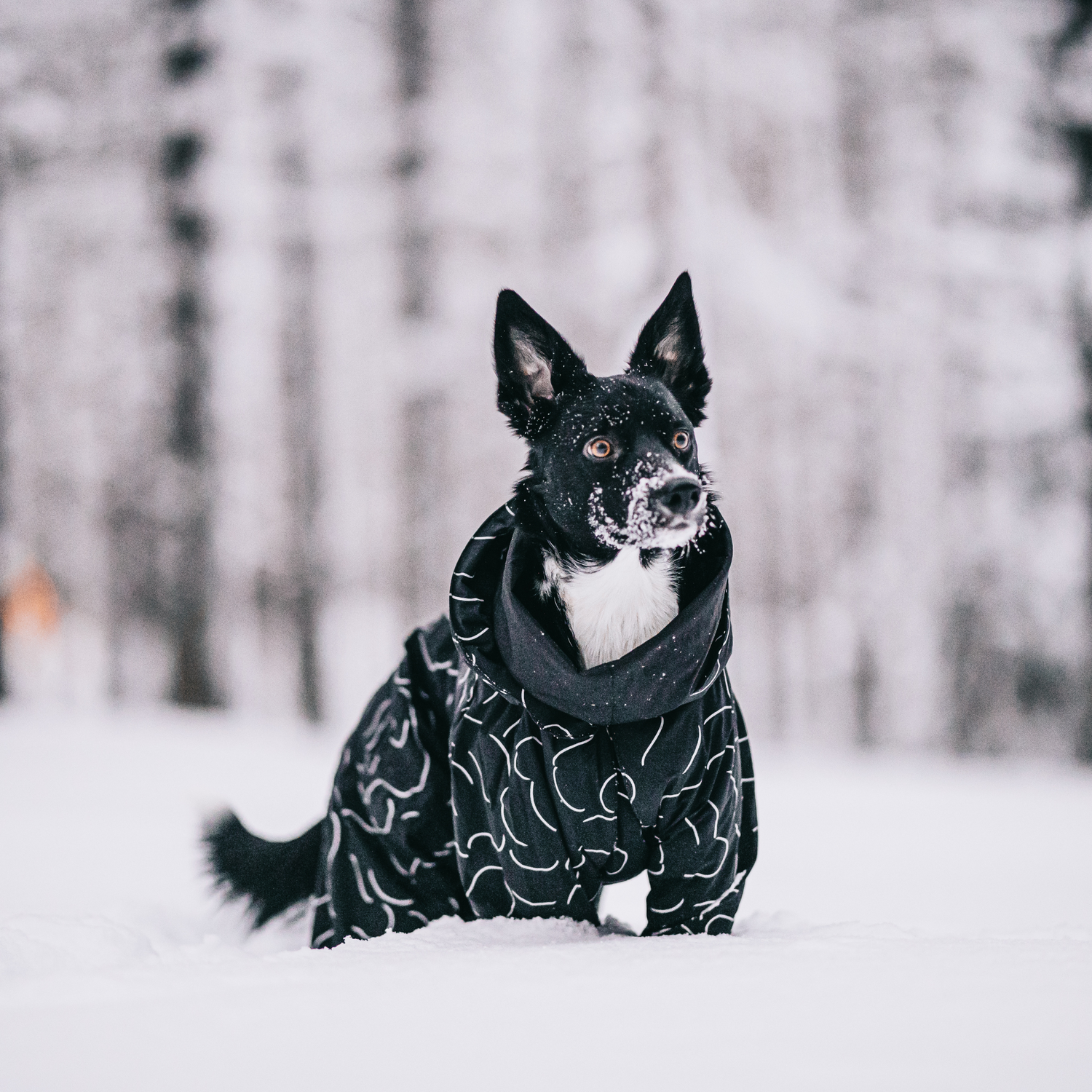 PAIKKA Winter Suit for Dogs