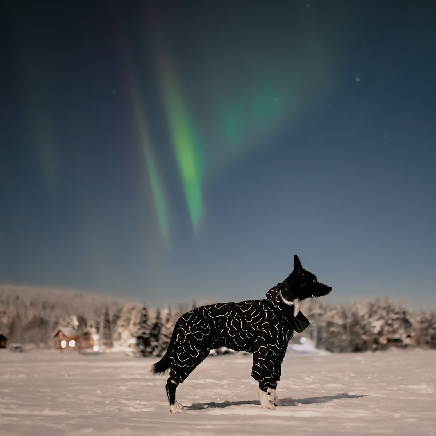 PAIKKA Winter Suit for Dogs