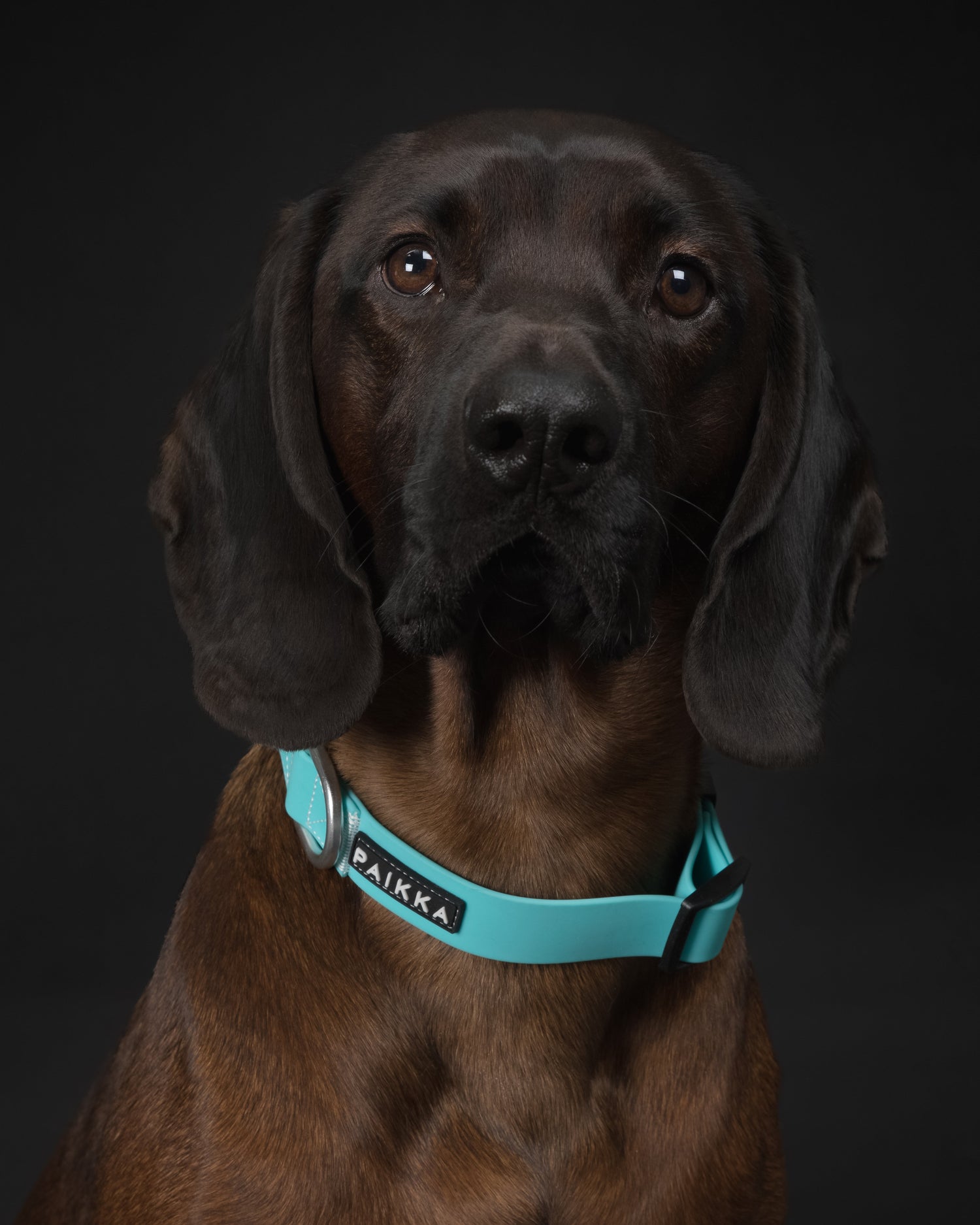 PAIKKA Glow Collar Aqua for Dogs
