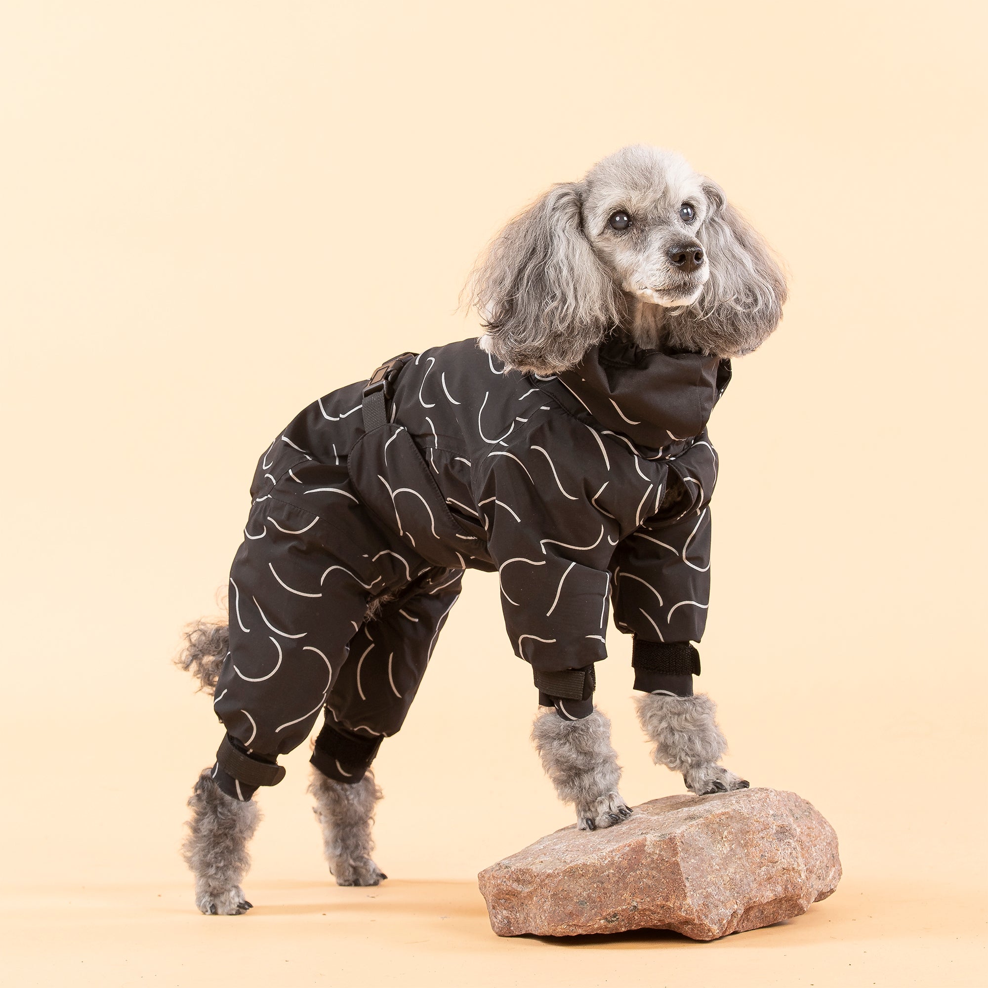 Dog suits 2024 for winter